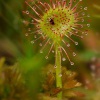 Rosnatka okrouhlolista - Drosera rotundifolia - Round-leaved Sundew 0529